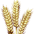 GRAIN