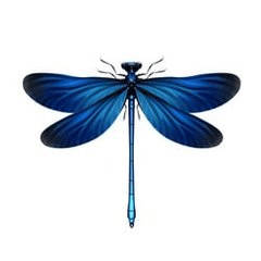 DRFLY