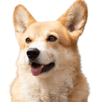 BNBDOG
